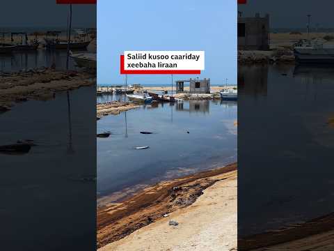 Sida saliidda ku daadatay badda ay ugu soo caariday xeeb ku taalla Iran